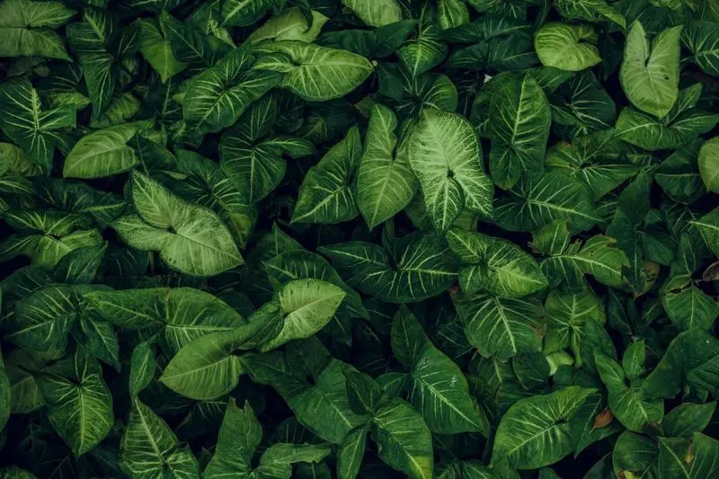 planta 2