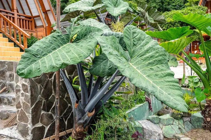 planta 4