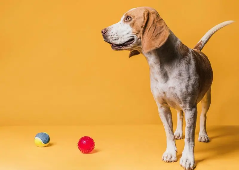 brinquedos para cachorro ansioso
