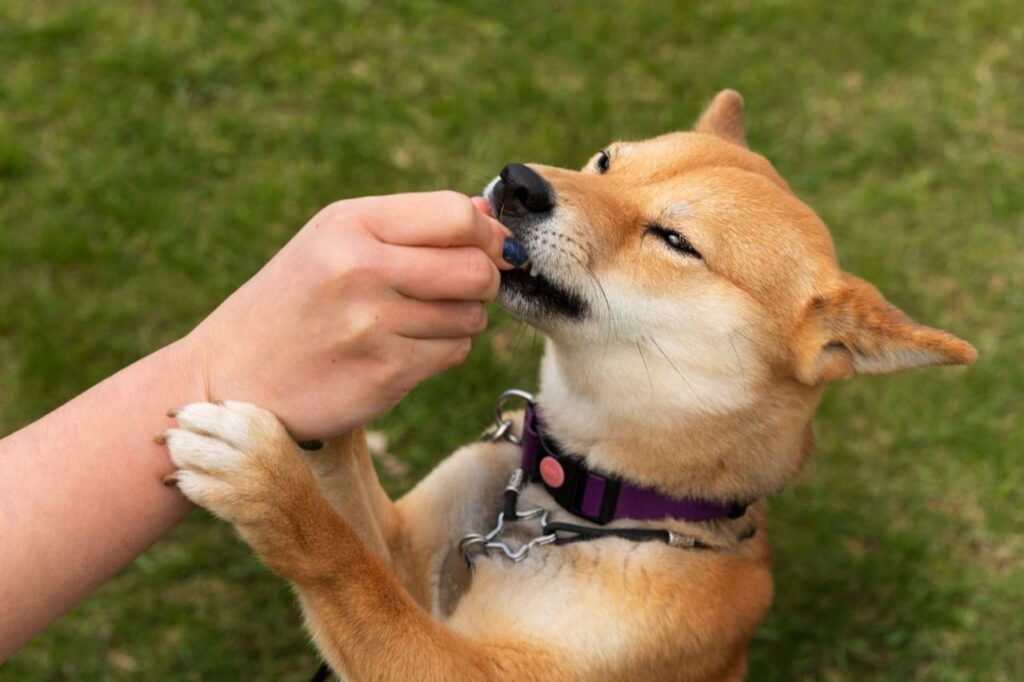 Cachorro comendo petisco