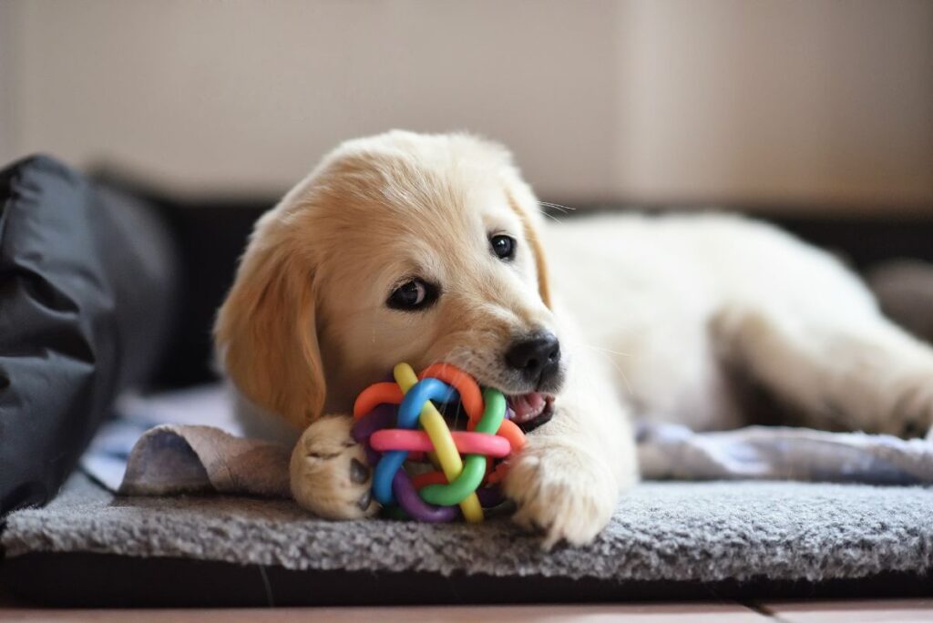 cachorrinho brincando com seu mordedor