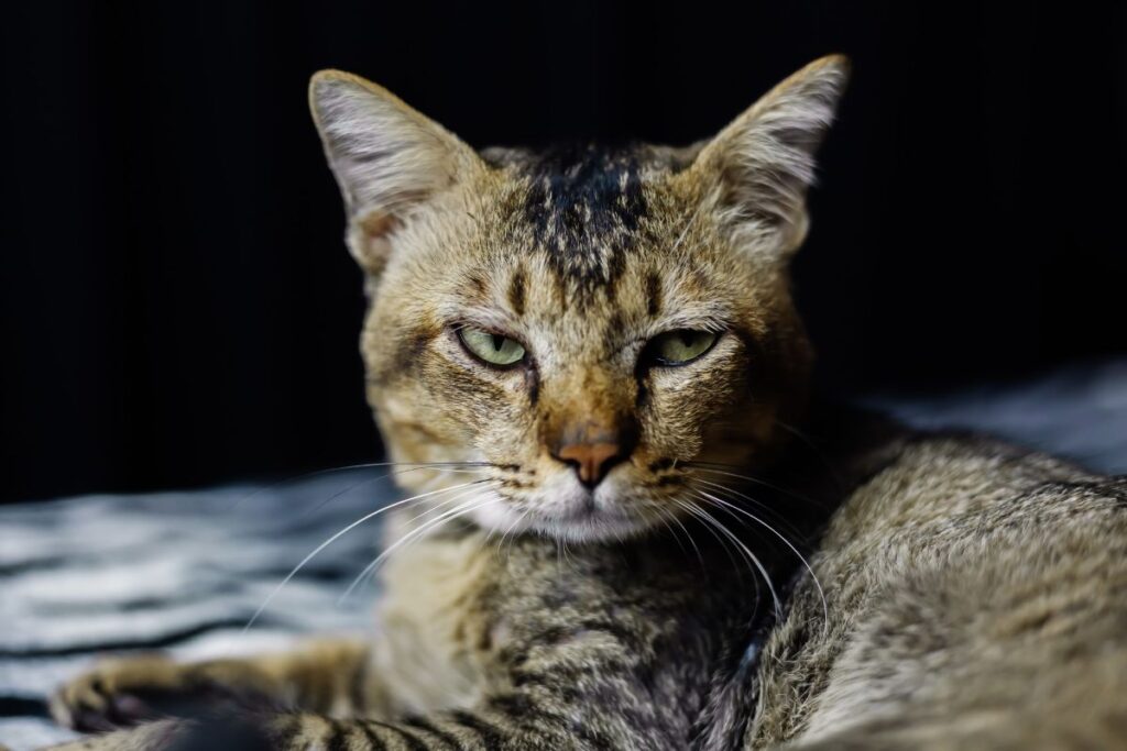 gato