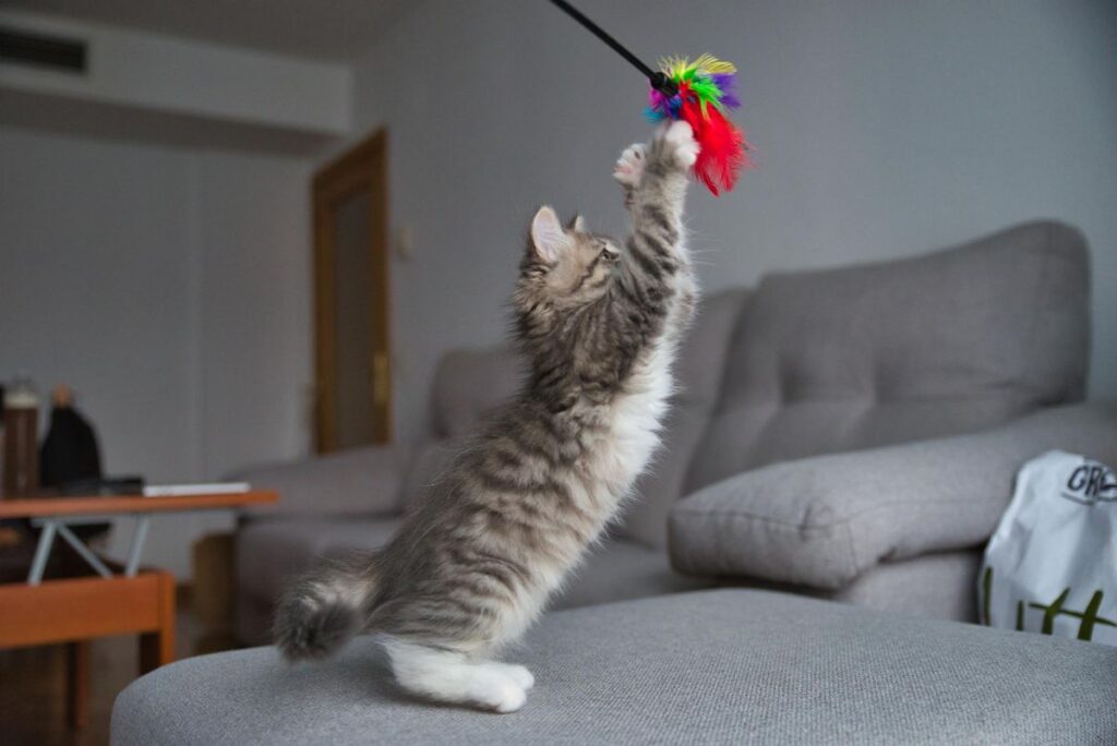 gato brincando com seu tutor