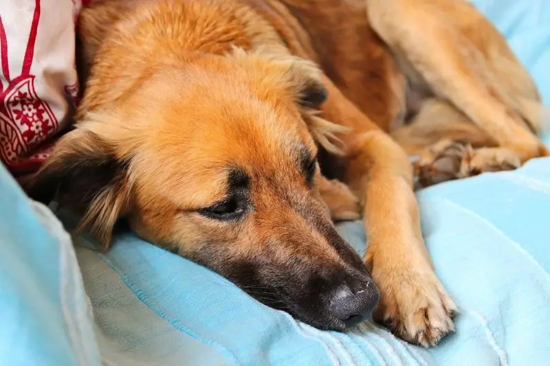 Cachorro deitado com aspectos de dor, incômodo ou triste
