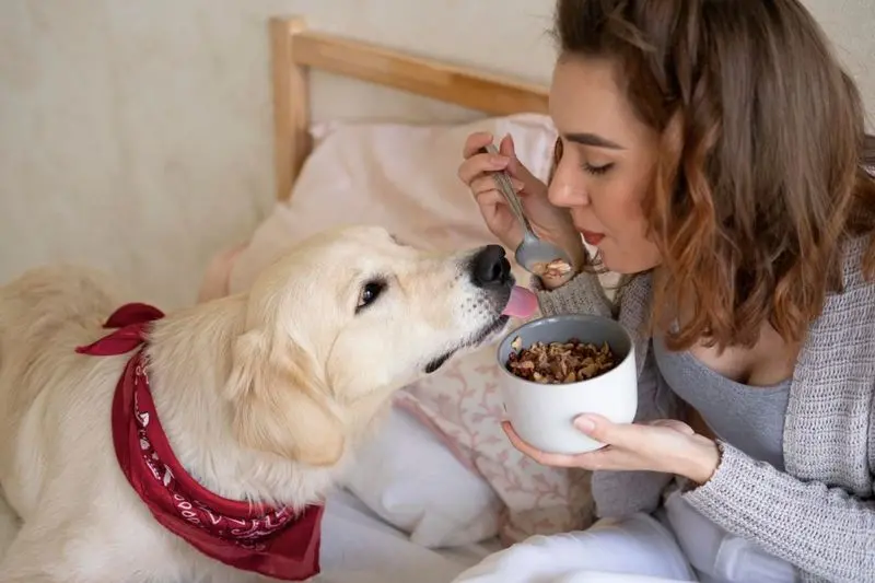 cachorro com cara de curioso ou pedindo comida que o seu tutor está consumindo