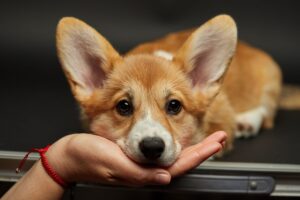 Cachorro com o rosto nas mãos com um leve aspecto de adoecido