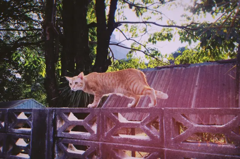 gato andando no muro