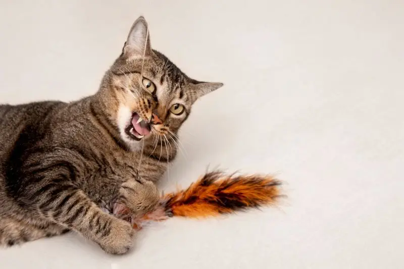 gato brincando