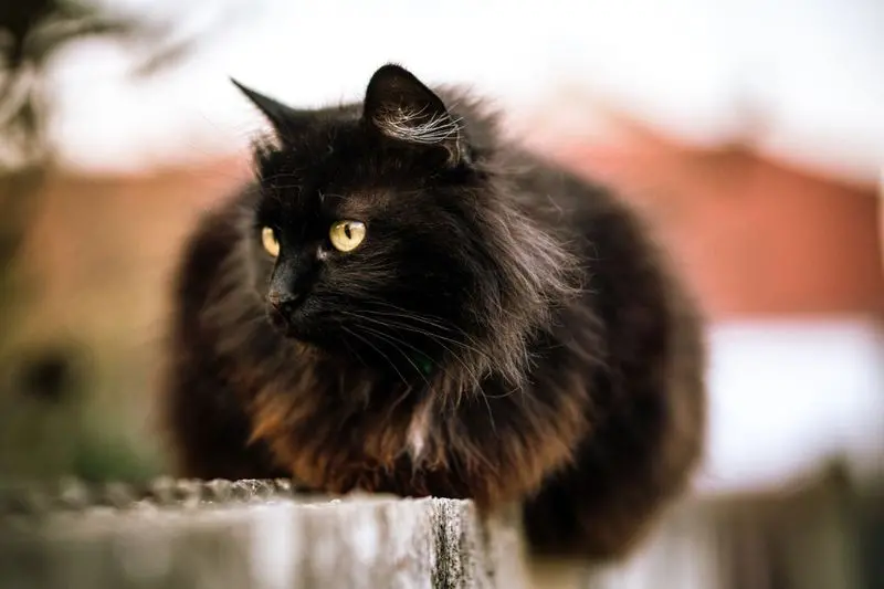 gato com pelo longo