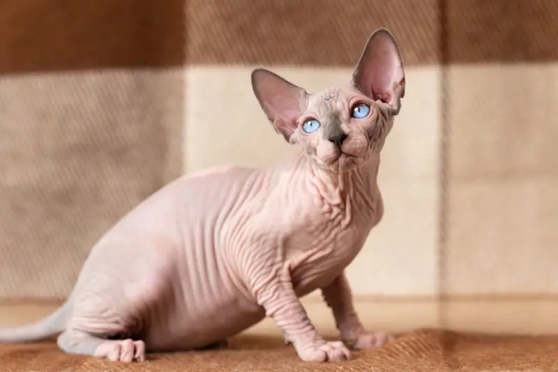 gato Sphynx