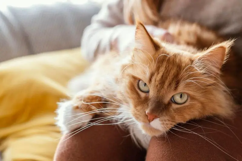 gato com pelo