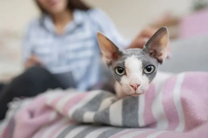 gato sem pelo