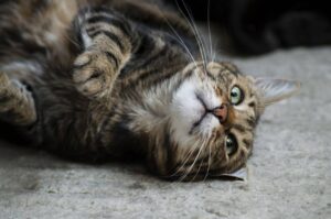 esporotricose em gatos