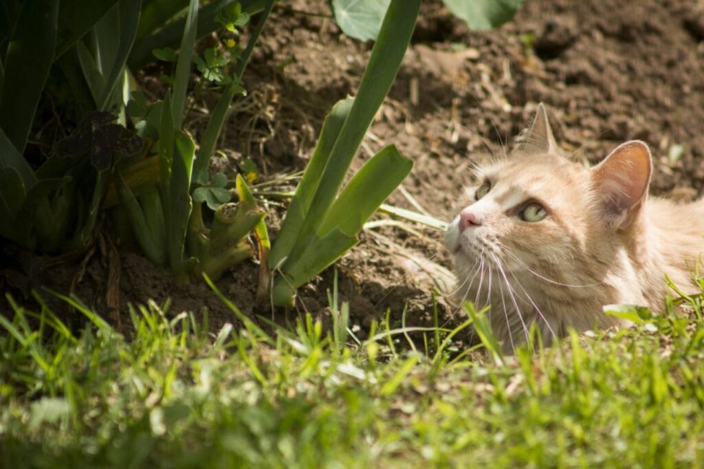 gato doente 1