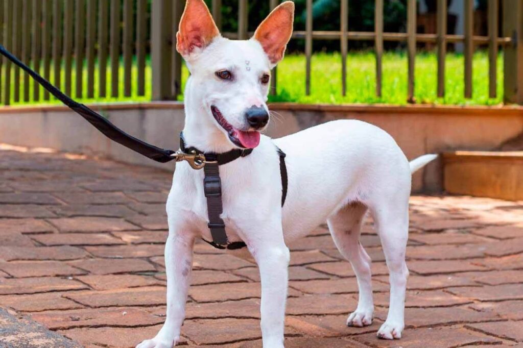 Cachorro com coleira