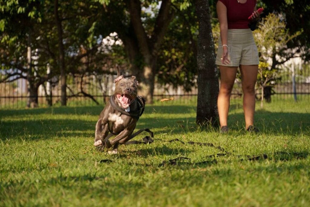 Cachorro correndo