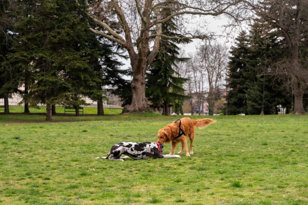 Dois cachorros brincando