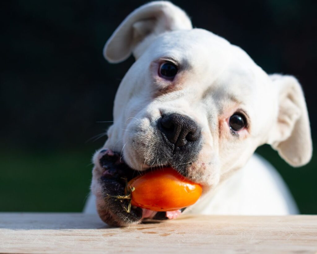 cachorro pode comer tomate