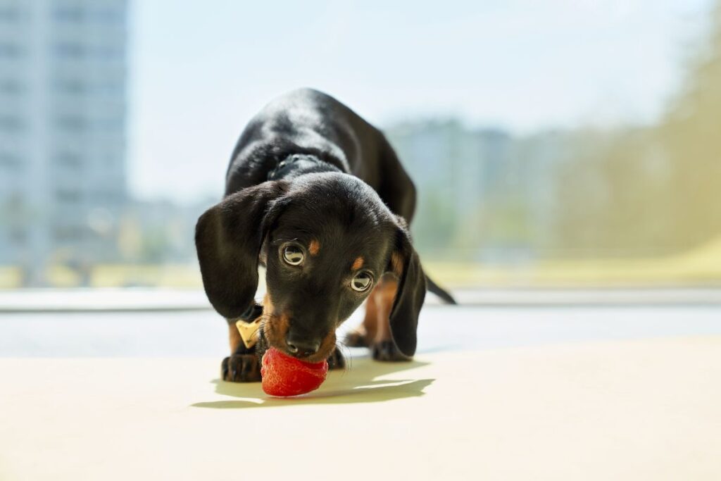 Cachorro comendo morango