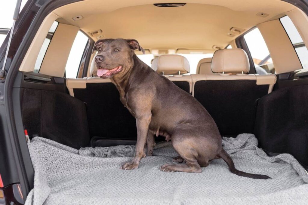 Cachorro grande dentro do carro