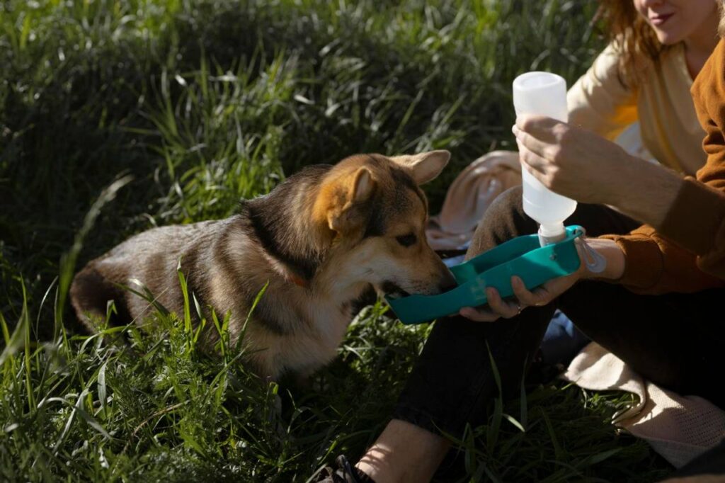 Cachorro bebendo água