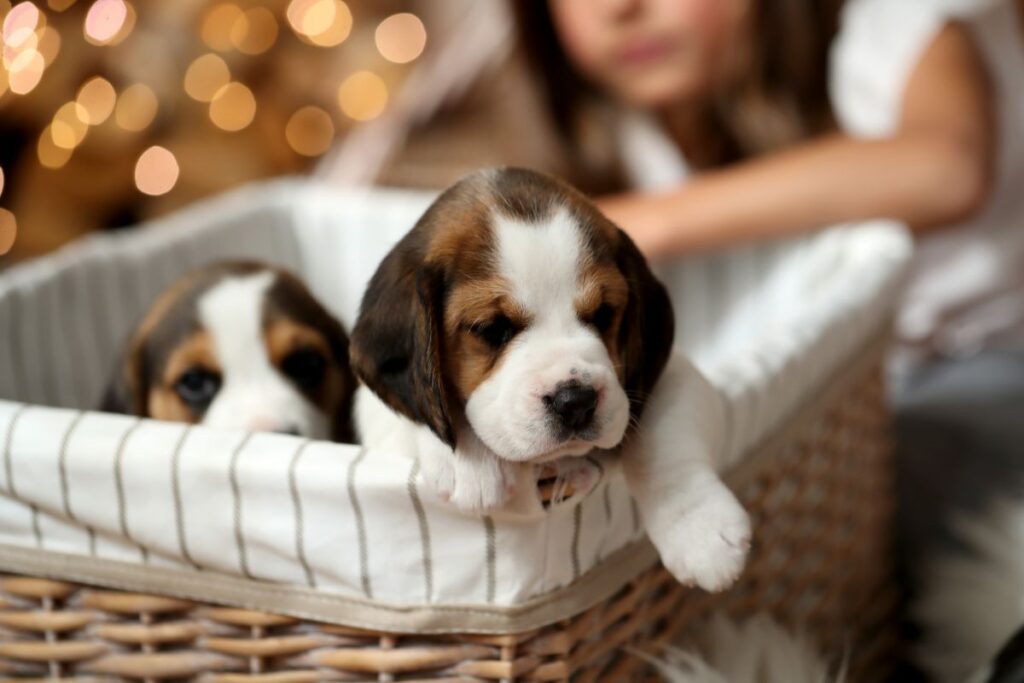Filhotinhos de cachorros