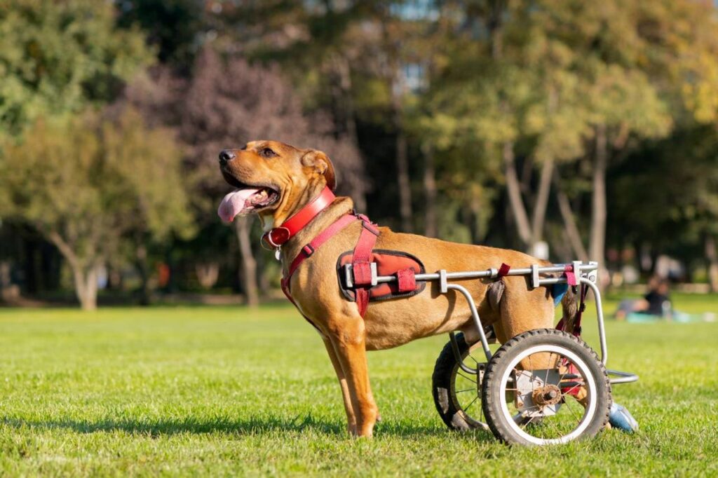 Cachorro utilizando rodas, para ase locomover
