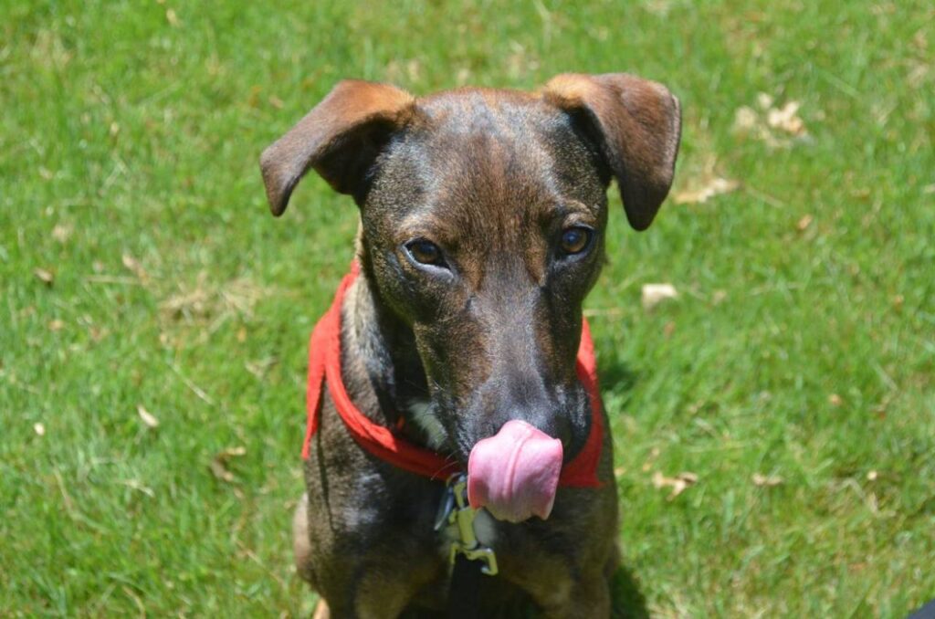 Cachorro lambendo o focinho